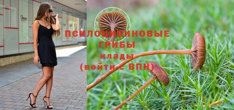 MEGA онион  Губаха  Псилоцибиновые грибы Psilocybine cubensis 